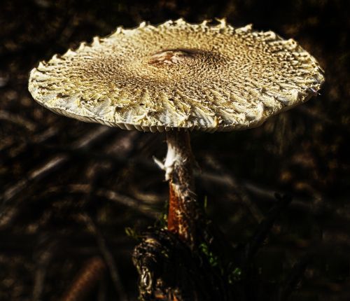 mushroom forest moss