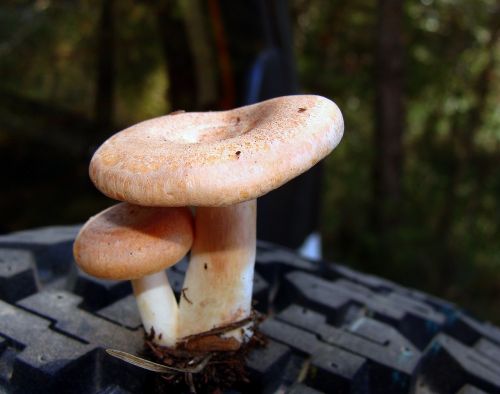 mushroom boletus autumn