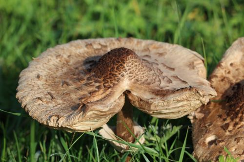 mushroom brown autumn