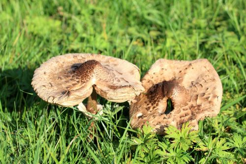 mushroom brown autumn