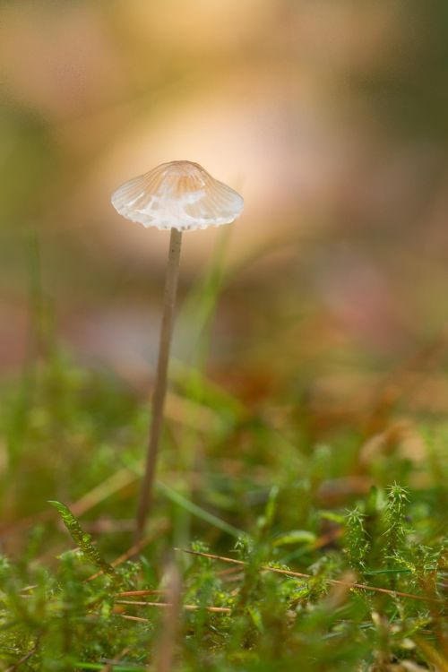 mushroom green yellow autumn