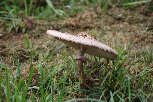 mushroom mushrooms lepiota