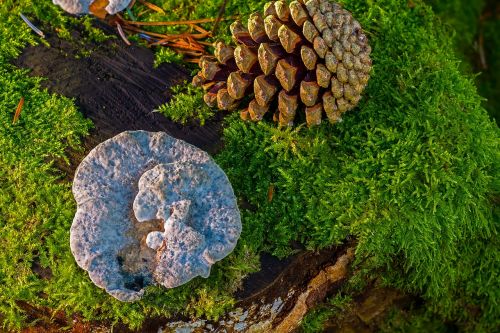 mushroom wood fungus moss
