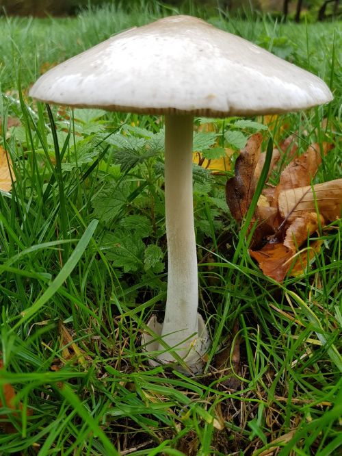 mushroom forest mushroom autumn