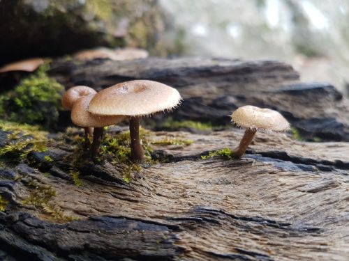 mushroom rainforest australia