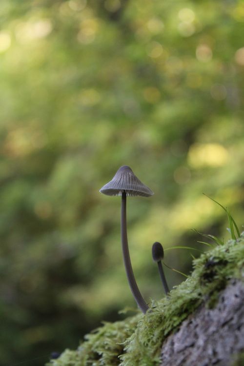 mushroom parasol forest