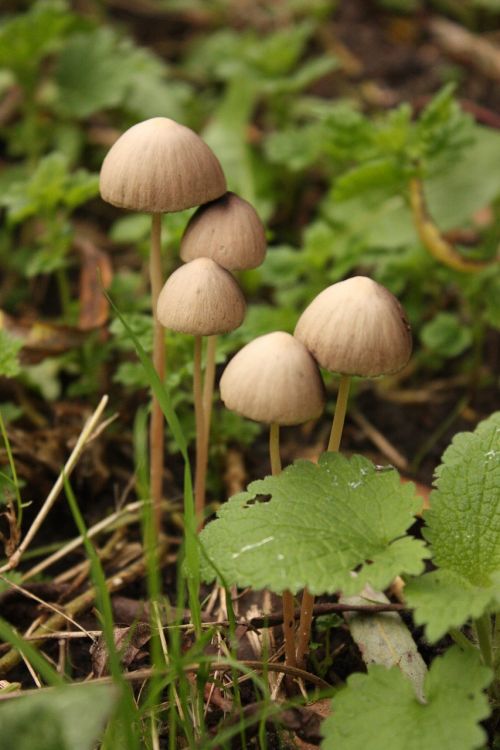 mushroom autumn nature