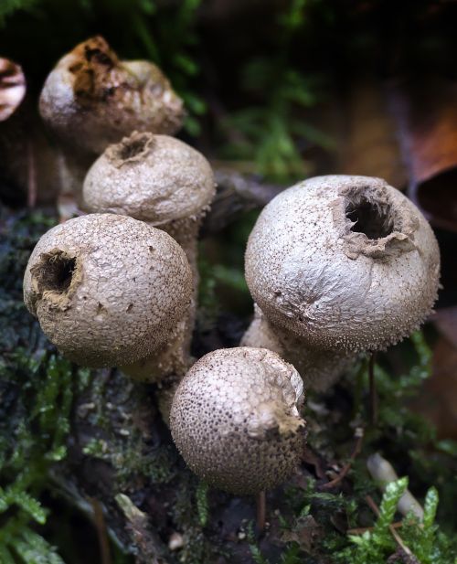 mushroom mushroom group bottles russulas