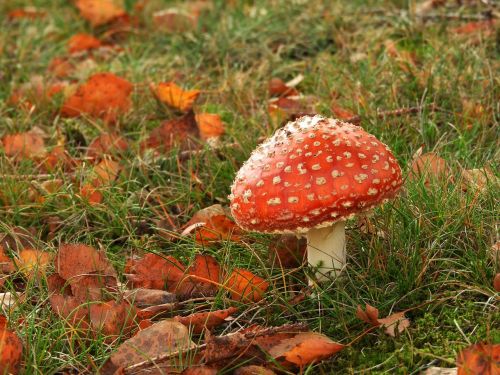 mushroom autumn red fly agaric