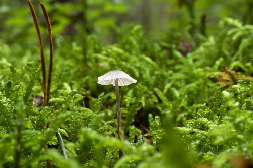 mushroom alpino-oriented milk helmling forest