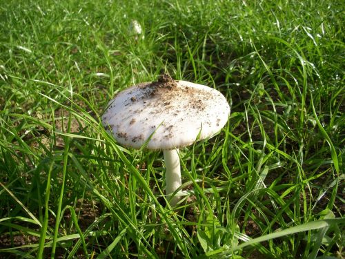 mushroom agaric autumn