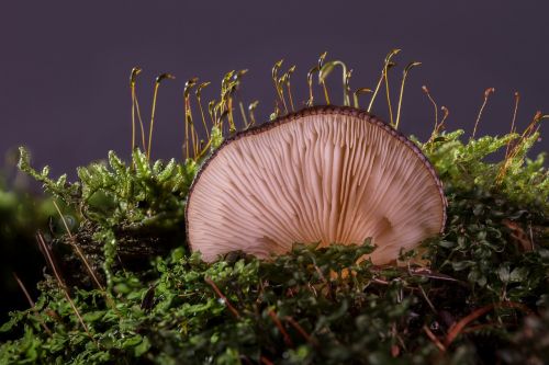 mushroom agaric forest mushroom