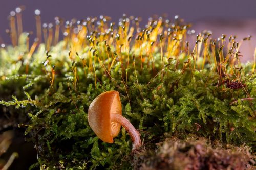 mushroom small mushroom moss