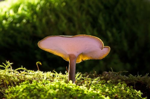 mushroom small mushroom reishi