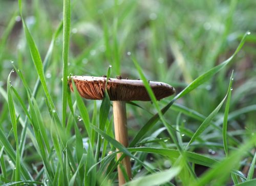 mushroom grasshopper plaques