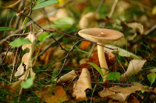 mushroom autumn nature