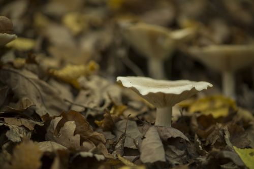 mushroom autumn forest