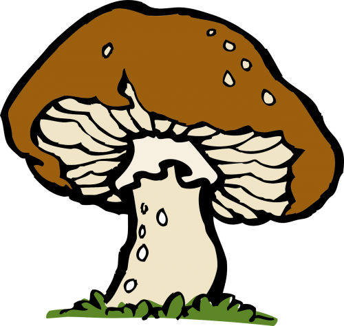 mushroom big fungus
