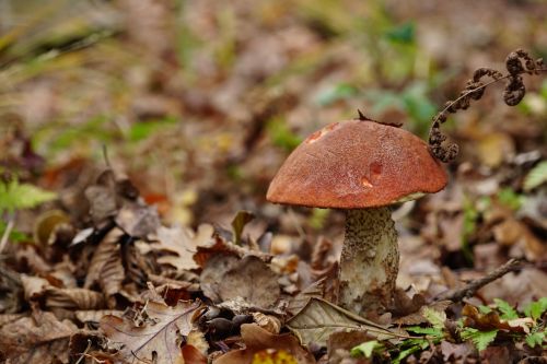 mushroom autumn leaves