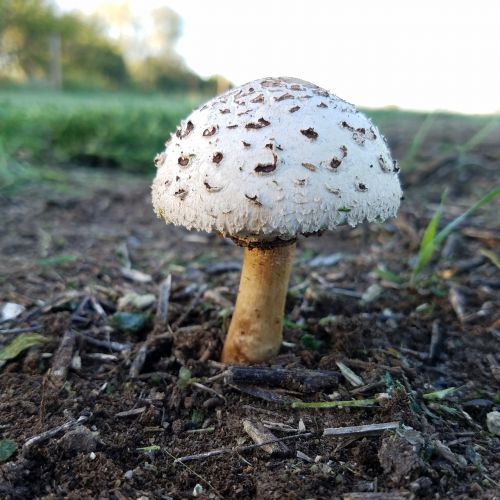 mushroom agriculture farming