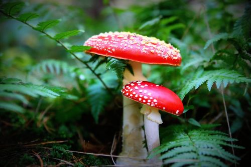 mushroom amanita fly agaric red