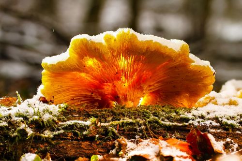 mushroom agaric forest mushroom