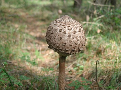 mushroom nature forest mushroom