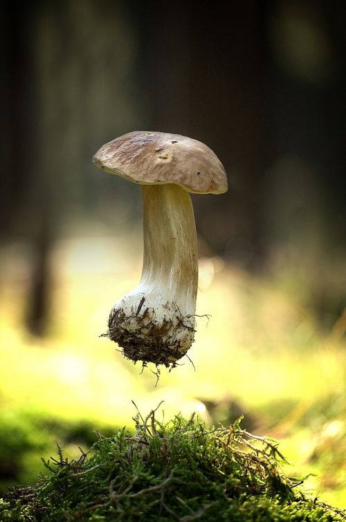 mushroom eat autumn