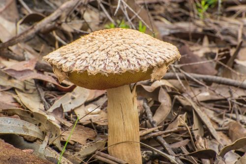 mushroom hairy fungus