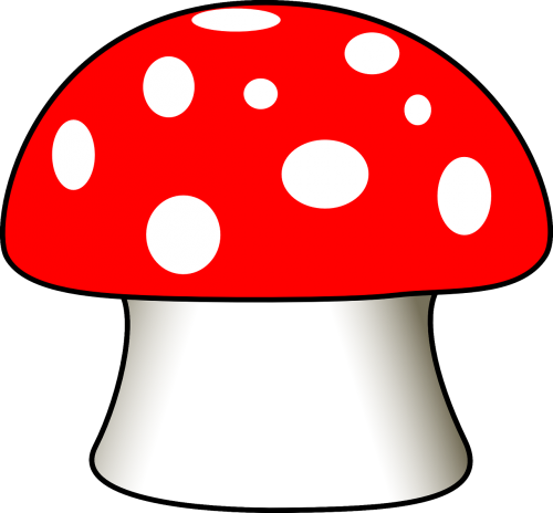 mushroom toadstool fungus