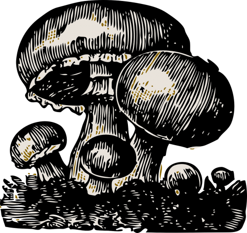 mushroom vegetable big
