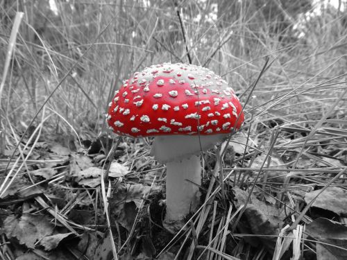 mushroom amanita forest
