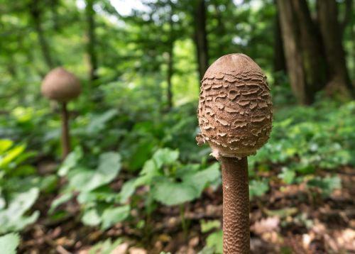 mushroom nature wood
