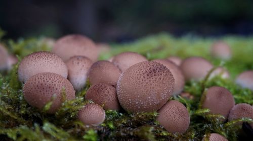 mushroom nature moss