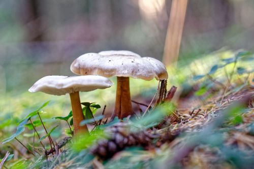 mushroom rac nature