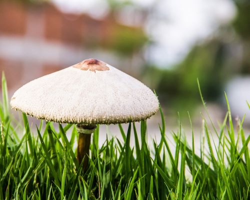 mushroom fungi lawn