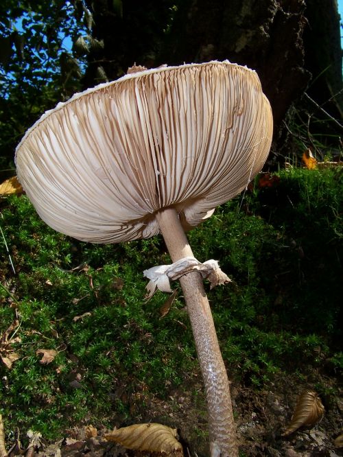 mushroom autumn light nature