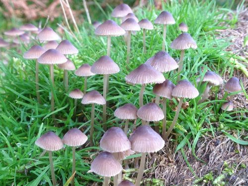 mushroom fungi fungus