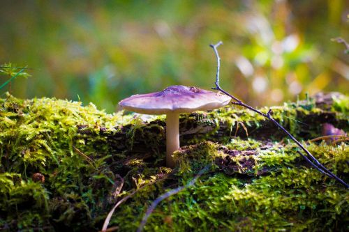 mushroom nature grass
