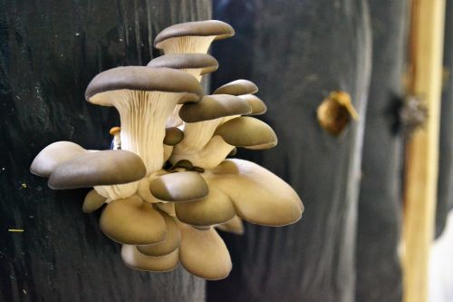 mushroom mushrooms