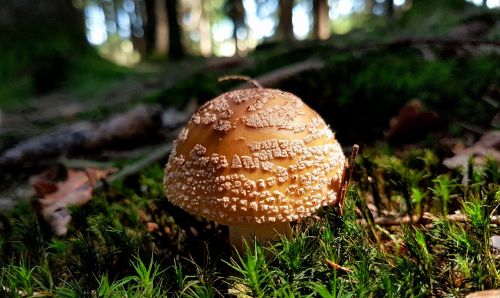 mushroom amanita perlpilz