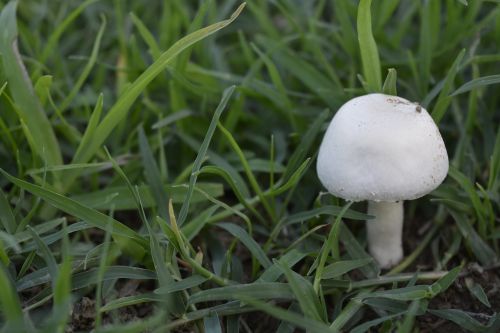 mushroom white toadstool