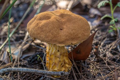 mushroom fungus fungi