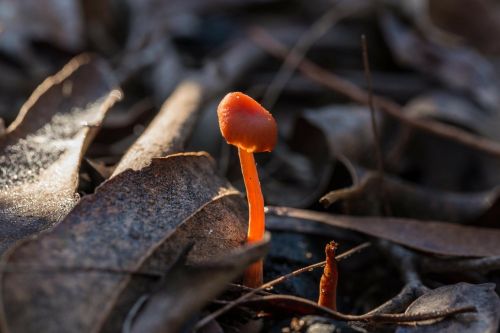 mushroom fungus autumn