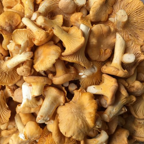 mushroom rac chanterelle