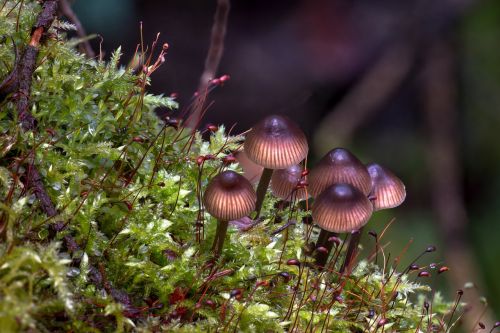 mushroom moss forest
