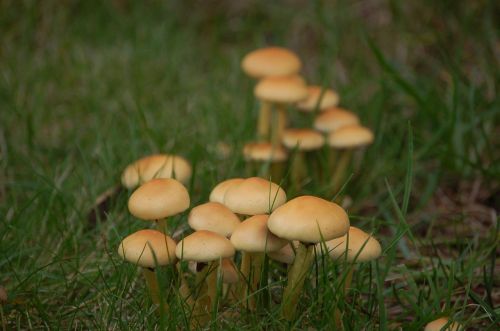 mushroom rac autumn