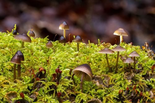 mushroom mushroom group moss