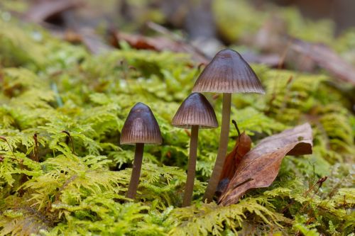 mushroom moss small mushroom
