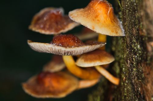 mushroom nature food